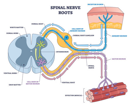 Spinal nerve roots overview illustrating dorsal root ganglion, ventral root, and spinal cord cross-section, tracing sensory to motor pathways to muscle, transparent background