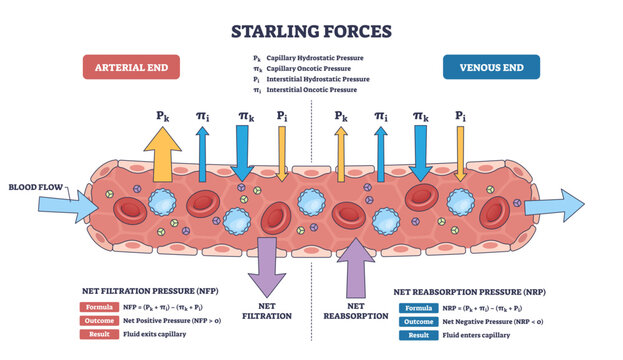 Starling forces diagram explaining capillary fluid exchange, contrasting net filtration and reabsorption, key objects, capillary, directional arrows, red blood cells, transparent background.