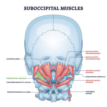 Suboccipital muscles diagram showing deep neck stabilizers, highlights rectus capitis, obliquus capitis, and suboccipital triangle for head posture and motion, transparent background