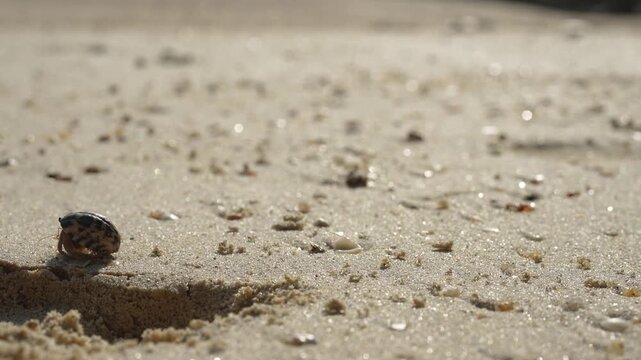 A tiny hermit crab in a colorful shell is walking on fine white sand and natural lighting. Animal in nature footage scene with selective focus.