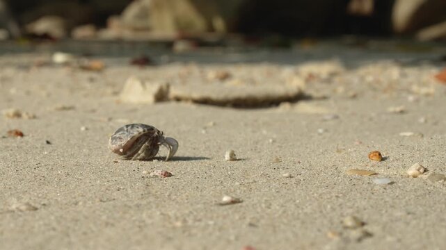 A tiny hermit crab in a colorful shell is walking on fine white sand and natural lighting. Animal in nature footage scene with selective focus.