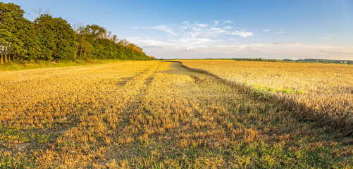 Fototapeta premium Golden field stretches under clear blue sky