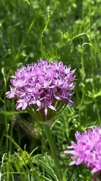 Close up vertical view of wild salep orchid blossoming in spring