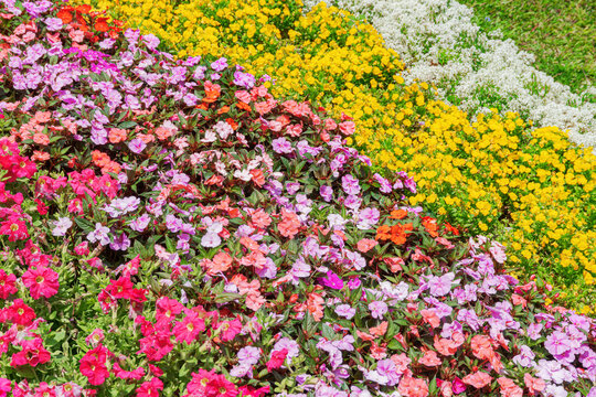 Awesome view of colorful flowers at a scenic garden