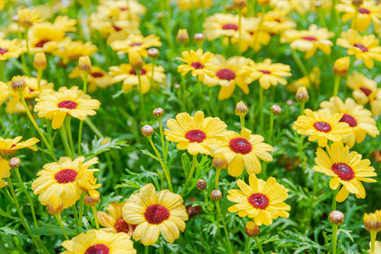Beautiful yellow false sunflowers on nature background