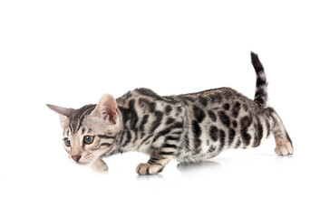 bengal kitten in studio © cynoclub