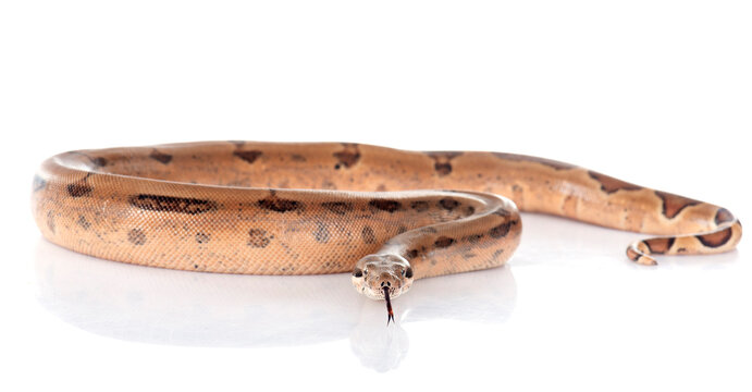 boa constrictor