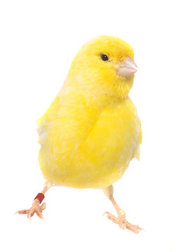 Domestic canary in studio