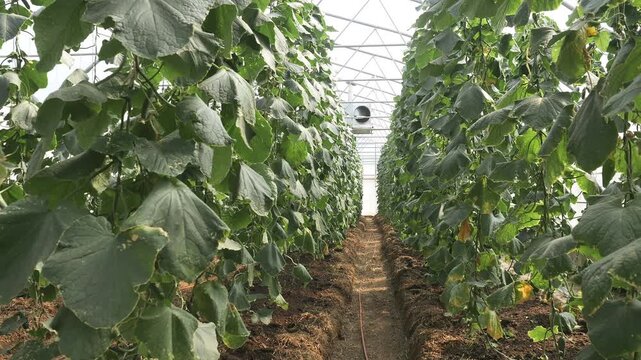 Long rows of cucumber plants growing in commercial greenhouse. Modern vegetable production, controlled environment agriculture and sustainable farming.