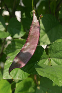 Purple Hyacinth Bean Pod Growing on a Vine