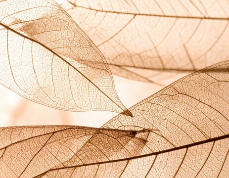 Close-up of delicate translucent leaves, showcasing intricate vein patterns and soft, neutral tones
