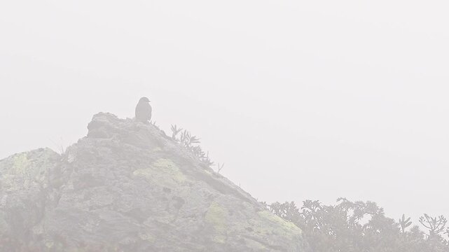 Alpine accentor wrapped by mists in the mountains (Prunella collaris)