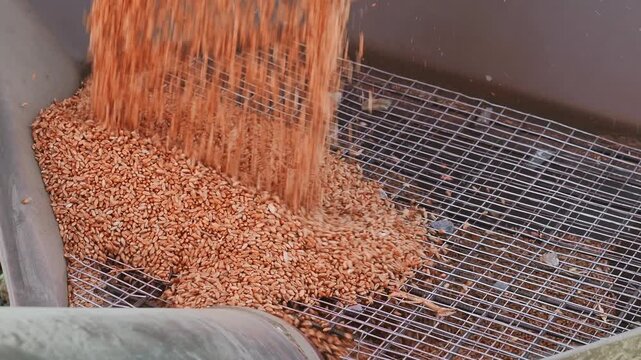 Close up of wheat grain passing through screening sieve during seed preparation for planting. Agricultural processing, crop production and modern farming workflow.