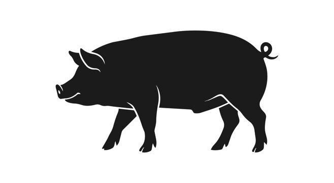 Silhouette of a Domestic Pig Walking Side View.
