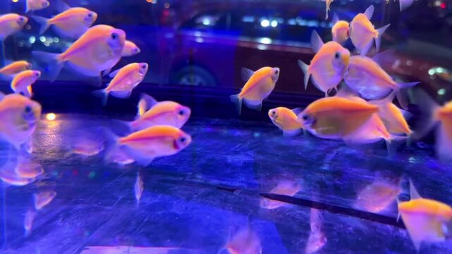 A lively school of small, orange neon tetra fish glides through a brightly illuminated aquarium. The blue, underwater lighting creates a beautiful glow and reflections, perfect for aquatic themes.