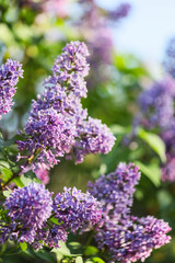 Obraz premium Vibrant purple lilac flowers blooming in spring garden, fragrant floral display, nature's beauty and growth