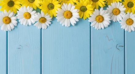 Obraz premium White and Yellow Daisy Flowers Border on Light Blue Wooden Background with Copy Space for Text