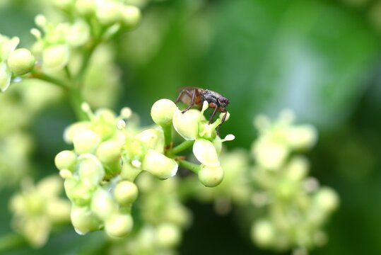 Japanese spindle tree (Euonymus japonicus) flowers. Japanese 'Masaki'. Celastraceae evergreen shrub. Light green, four-petaled flowers bloom around June.
