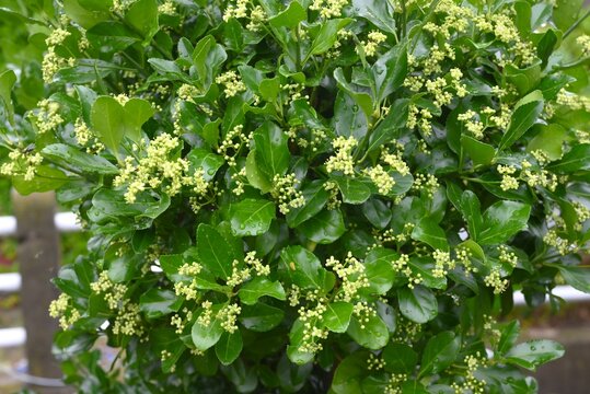 Japanese spindle tree (Euonymus japonicus) flowers. Japanese 'Masaki'. Celastraceae evergreen shrub. Light green, four-petaled flowers bloom around June.