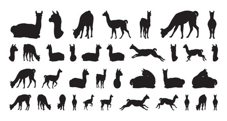 Obraz premium black alpaca silhouettes grazing on pasture, calm rural herd profiles showing varied poses and natural woolly texture, open meadow atmosphere with gentle slope and minimal contrast