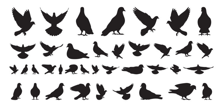 pigeon silhouettes scattered on white background bold versatile icon collection showing various poses wing movements suitable for logos stickers signage editorial use strong negativespace composition