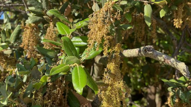 Flowers of Holm Oak (Quercus ilex) Tree on the Adriatic Coast of Croatia