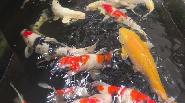 A school of graceful koi fish creating ripples on the water surface as they move.