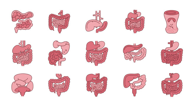 Collection of stylized icons representing human digestive system organs, including intestines, stomach, liver, and pancreas