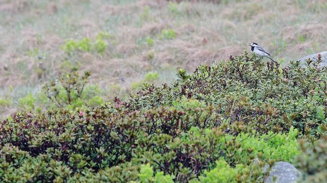 White wagtail in the Alps after the rain (Motacilla flava)