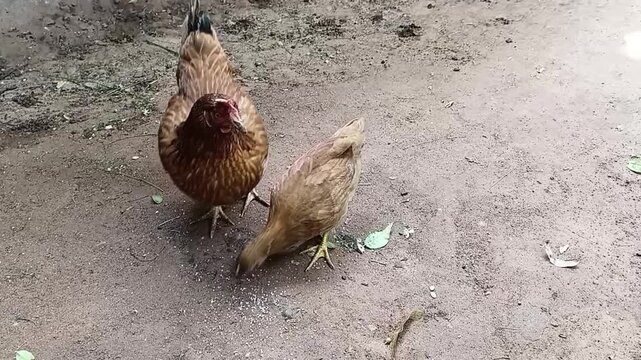 Two traditional village hens foraging and pecking for insects and food on natural dry ground in a rural backyard