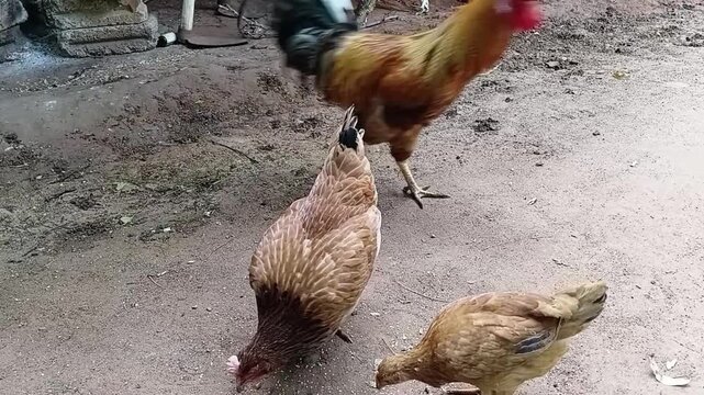 Rooster performing tidbitting food call and dancing to invite hens to feed on a free range backyard pasture