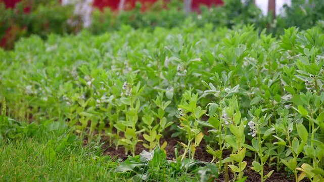 Close up view of green broad bean plants growing in the agricultural garden in Norway