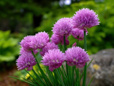 Vibrant purple chive flowers in full bloom, detailed cluster of ornamental allium blossoms in a garden setting.