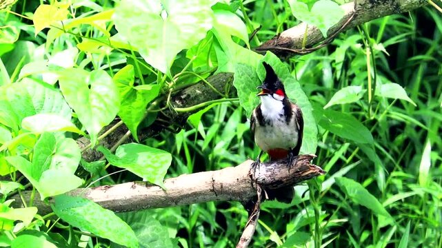 Indian Pair of bulbul birds