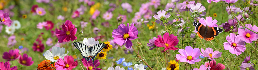 Schmetterling 1478 © K.-U. Häßler