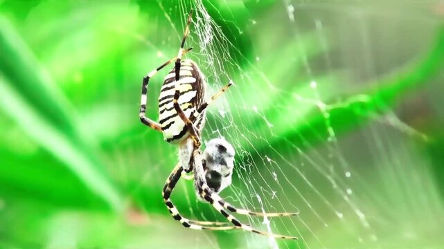 Spider