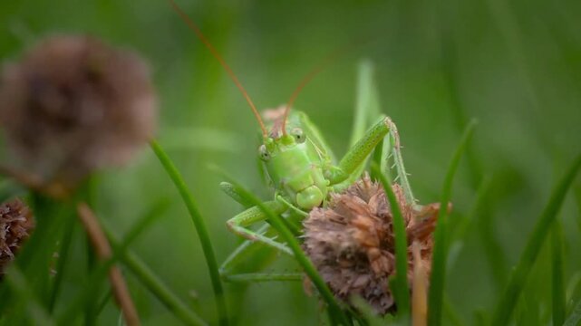 grasshopper on the grass