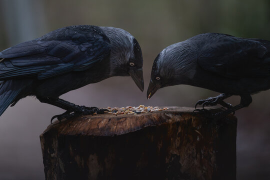 Two jackdaws (Corvus monedula) facing each other on tree stump in rain, London, England, UK