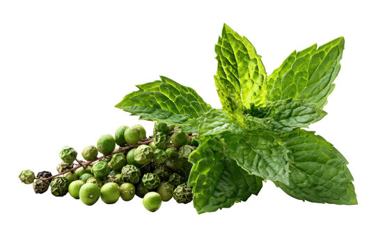 Fresh peppermint leaves and berries isolated on transparent background. Fresh green peppermint leaves with berries sprig isolated on white background.