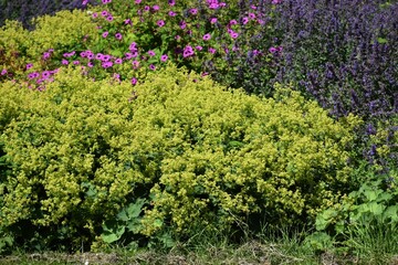 Obraz premium Ornamental plant of Alchemilla Glaucescens, Alchemilla mollis or the garden lady's-mantle, in the garden. 