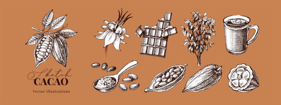 Hand drawn sketch cocoa chocolate product set. Vintage vector illustration of natural healthy food. Packaging design of cacao powder