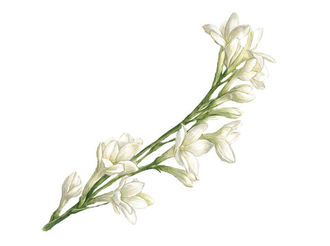 Brush painted Illustration botanicals