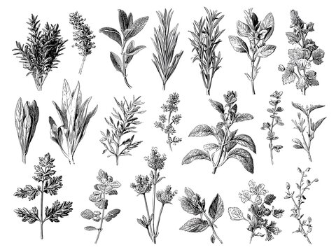 Modern flat vector style herbs variety sheet, isolated