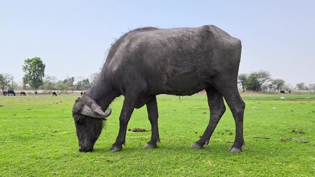 Domestic water buffalo grazing on a lush green grass field under a blue sky