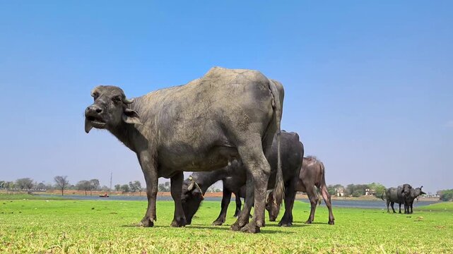Domestic water buffalo grazing on a lush green grass field under a blue sky