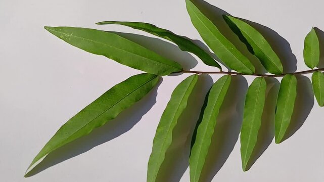 leaves of the soapberry plant. soapberry for natural soap from the plant. with a white background.