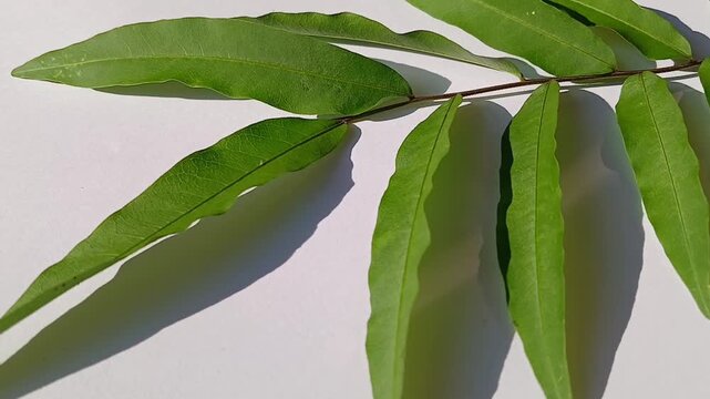 leaves of the soapberry plant. soapberry for natural soap from the plant. with a white background.