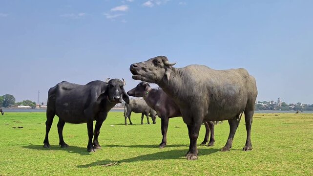 Domestic water buffalo grazing on a lush green grass field under a blue sky