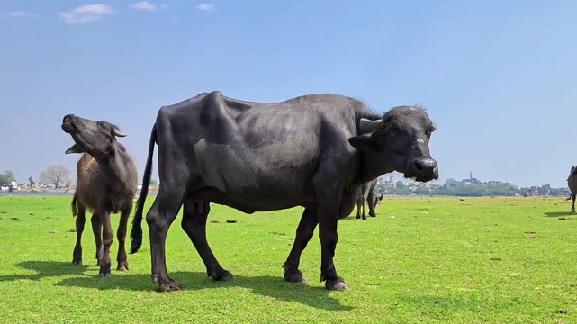 Domestic water buffalo grazing on a lush green grass field under a blue sky