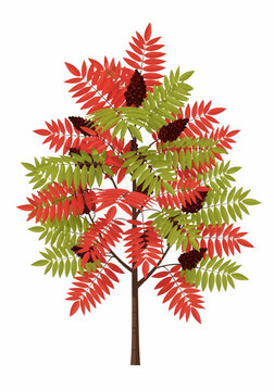 Vector illustration of a staghorn sumac tree with autumn foliage in shades of red and green, featuring dark red berry clusters, isolated on a white background for design.